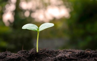L&rsquo;écologie sur Mars : Quand la science-fiction devient réalité