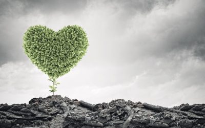 Cette méthode secrète pourrait sauver des millions d’arbres