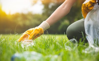 Et si les arbres avaient des droits juridiques ? Réinventer notre rapport à la nature