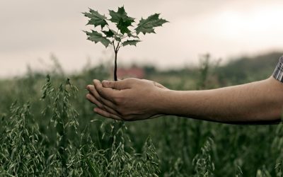Les Insectes à l’Honneur : La Révolution Culinaire Écologique Inattendue