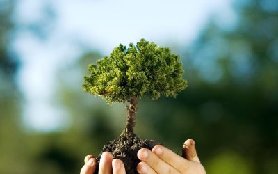 Les arbres mutants : solutions radicales pour sauver la planète ?