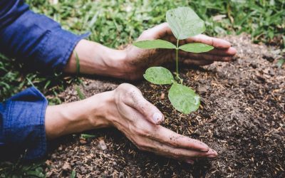 Ces plantes qui nettoient la Terre : le pouvoir insoupçonné de la nature