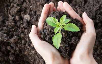 Les Jardins Suspendus, L&rsquo;avenir de l&rsquo;Agriculture Urbaine en 2050