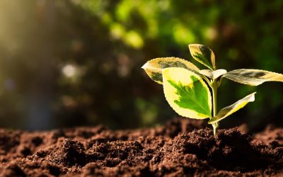 Quand vos poubelles pourraient sauver la planète
