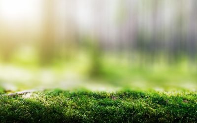 Sauver la Planète en Dansant : L&rsquo;Écologie Rythmique
