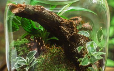 Les Requins Solaires : Comment la Nature Inspira l&rsquo;Énergie Durable