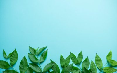 Les Forêts Urbaines, Nouvelle Oasis pour les Abeilles?