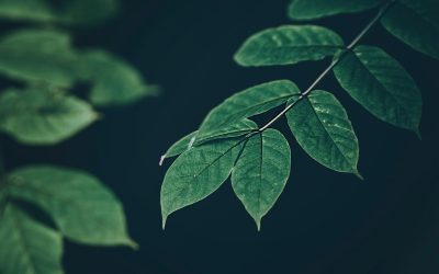 Comment les bactéries peuvent-elles sauver notre planète ?